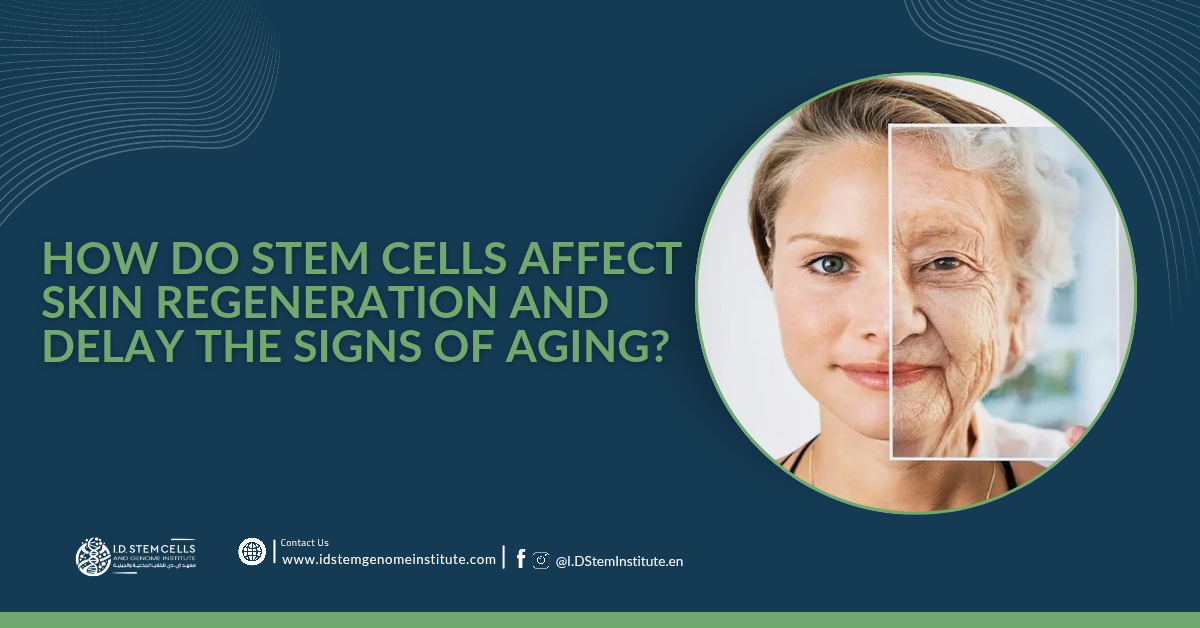 How do stem cells affect skin regeneration and delay the signs of aging?